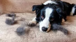 El truco viral para eliminar los pelos de tus mascotas de los sofás y la ropa