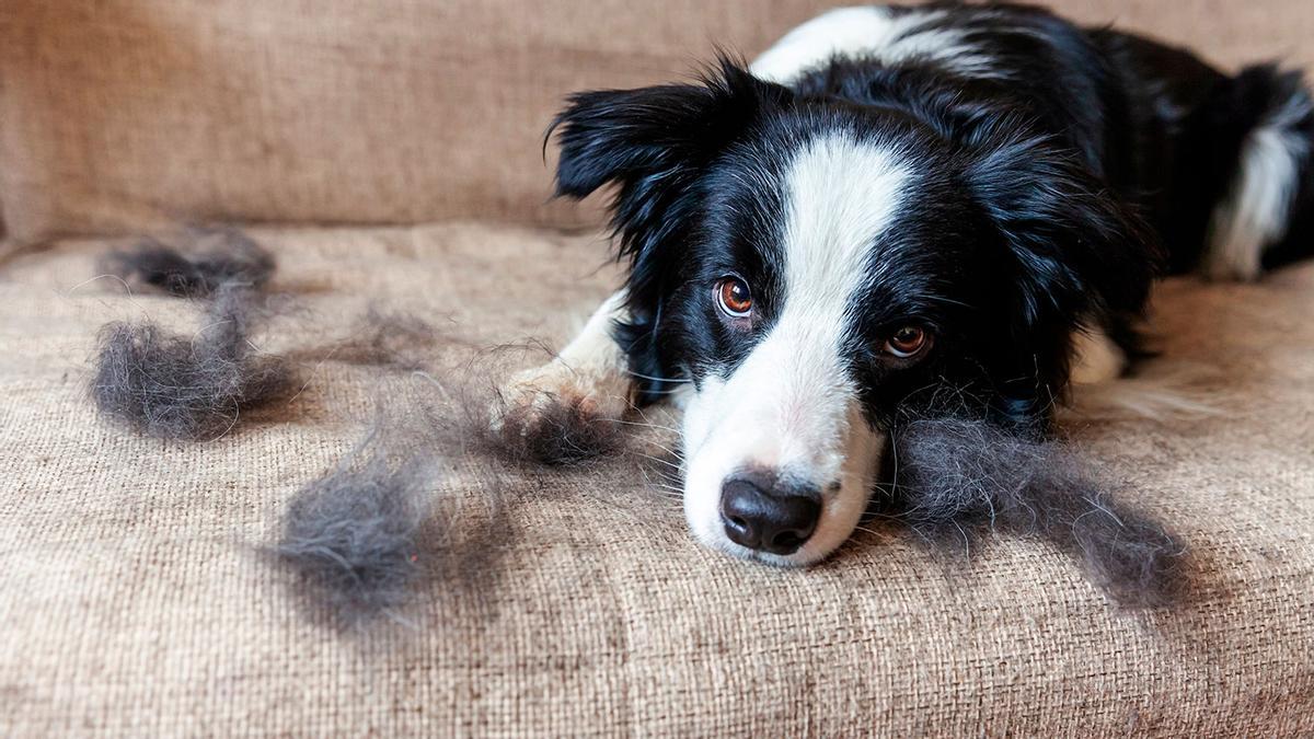 3 trucos caseros para eliminar los pelos de perro del sillón