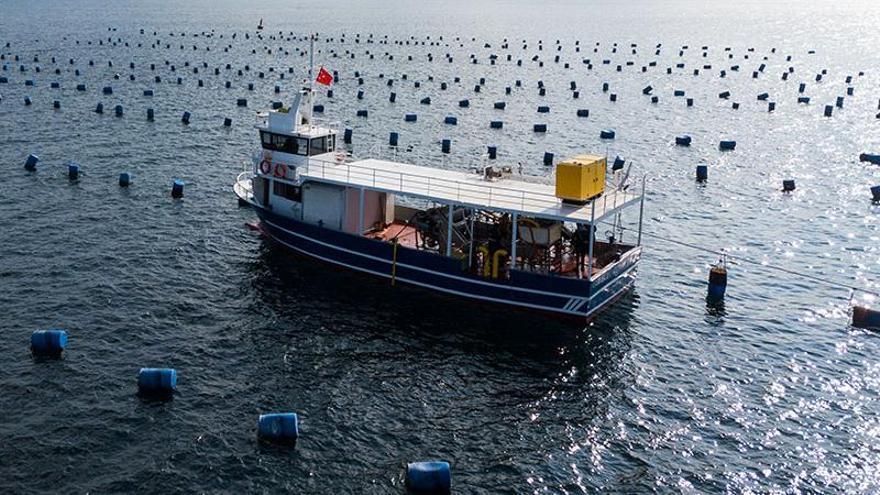 Los grandes beneficios ambientales de las granjas de mejillones en alta mar