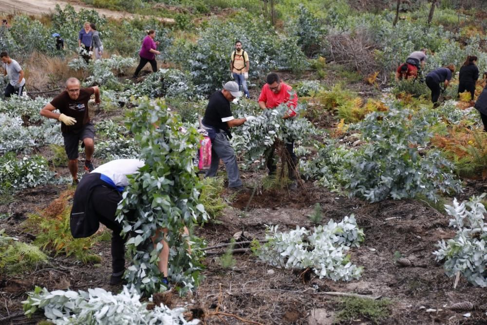 La comunidad de montes de Camos cita a los vecinos cerca del colegio Estudio para arrancar los brotes de esta especie pirófila.