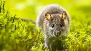 Ni trampas ni veneno: las 5 plantas aromáticas que te ayudarán a mantener las ratas lejos del jardín