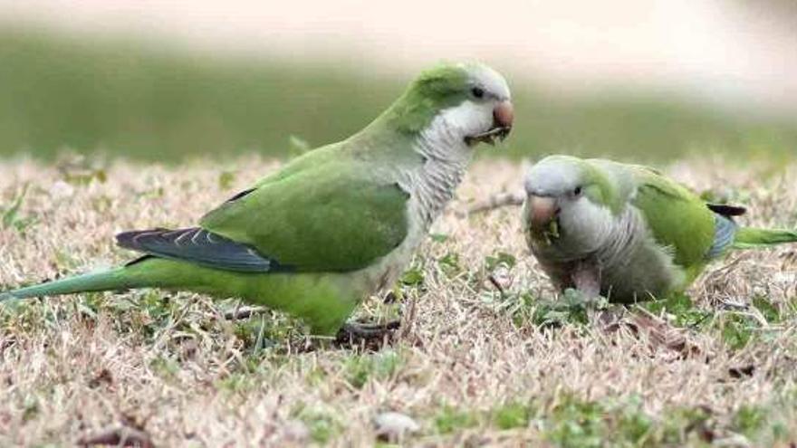 Casi 300 especies de aves exóticas han sido introducidas en España