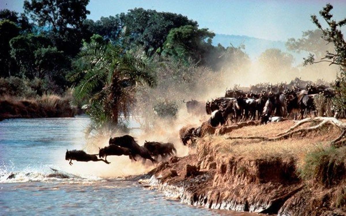 Por ser el escenario del mayor espectáculo de vida salvaje de la tierra.