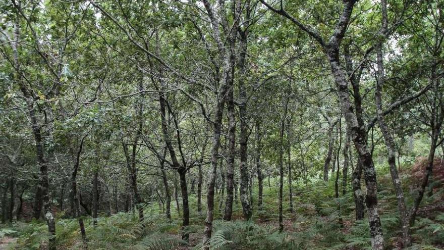 Robles y eucaliptos con certificados PEFC y FSC en un monte gallego. adrián irago