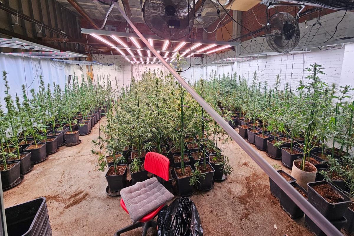 Plantació desmantellada a Llers
