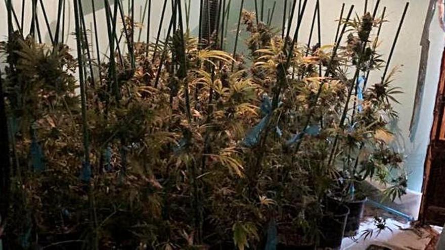 La plantació descoberta pels Mossos a una casa deshabitada de la Pera.