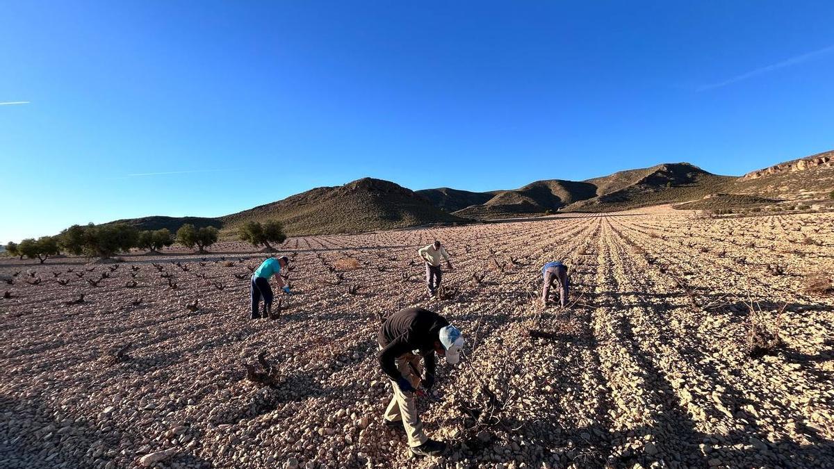 Agricultores realizan la poda de los viñedos en Jumilla.