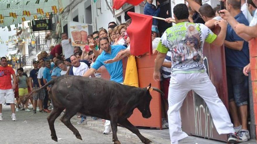 Equo denuncia que El Viso basa sus fiestas en el maltrato animal