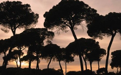 Una imagen del parque natural de Doñana