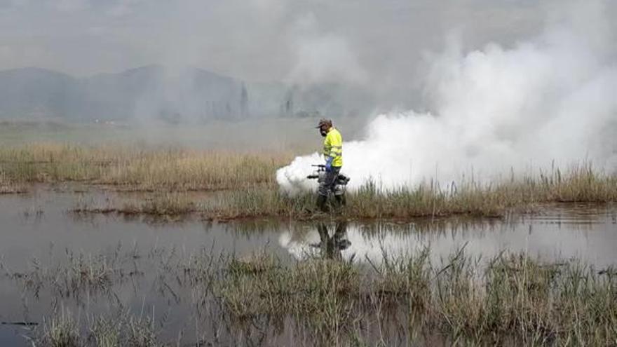 Tratamiento contra los mosquitos en la marjal de Nules.