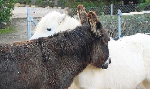 Ella es una burrita que fue recogida en la autovía el día que España ganó el mundial de fútbol y por eso la llamamos "Españita". Él es el "Nevado", un pony blanco al que le pegaron una paliza y, como consecuencia de ello, perdió un ojo.