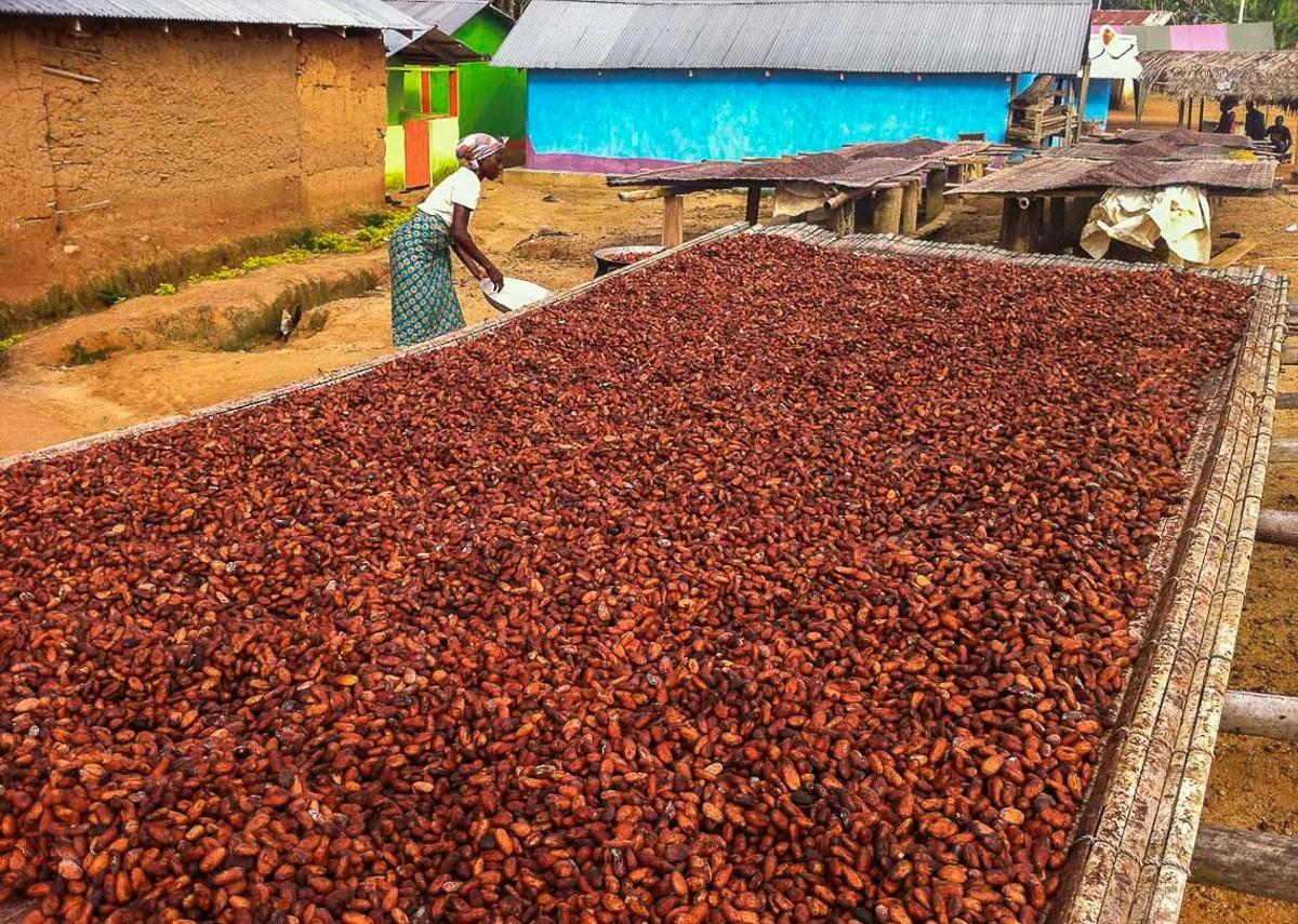 Cosechadora de cacao en Ghana