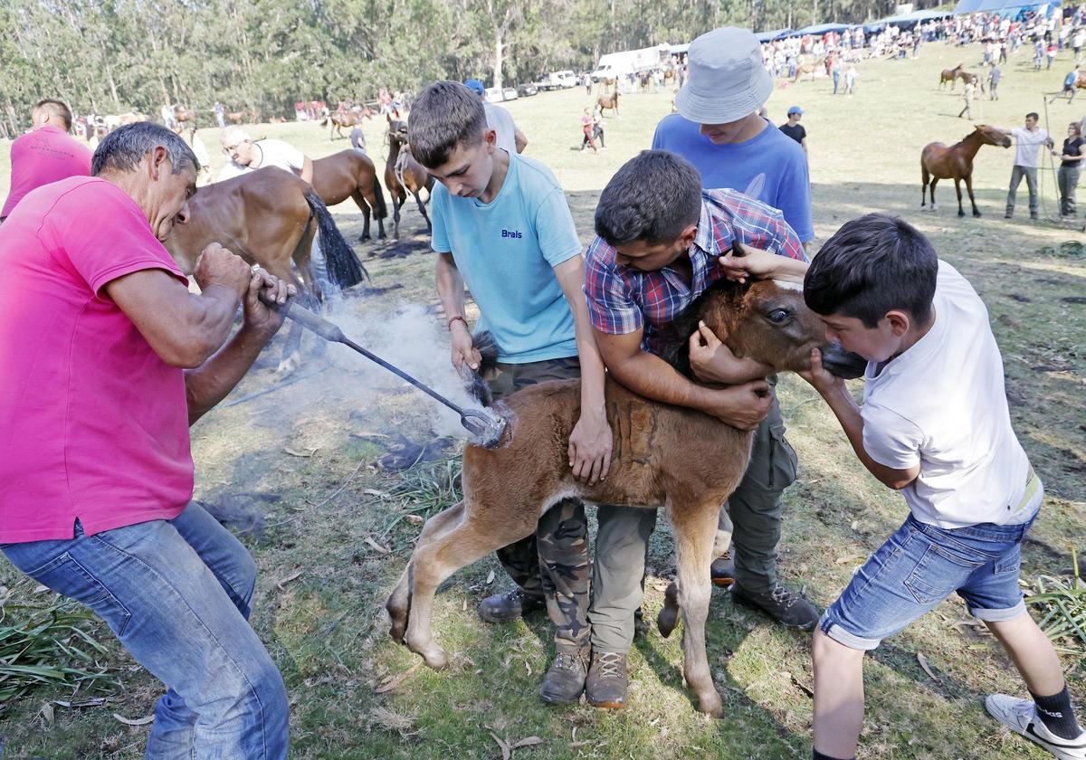 Niños colaborando en el marcado de una potrilla en el Curro de Mougás
