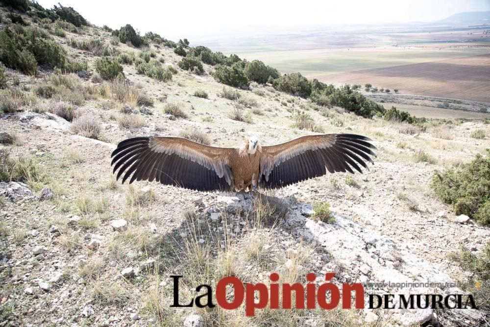 Liberan un Buitre Leonado en la Sierra de Mojantes