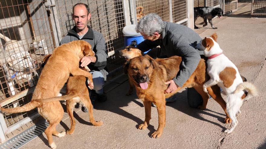 Imatge d&#039;arxiu de la protectora de Sallent, que es va fer càrrec dels quatre gossos desatesos