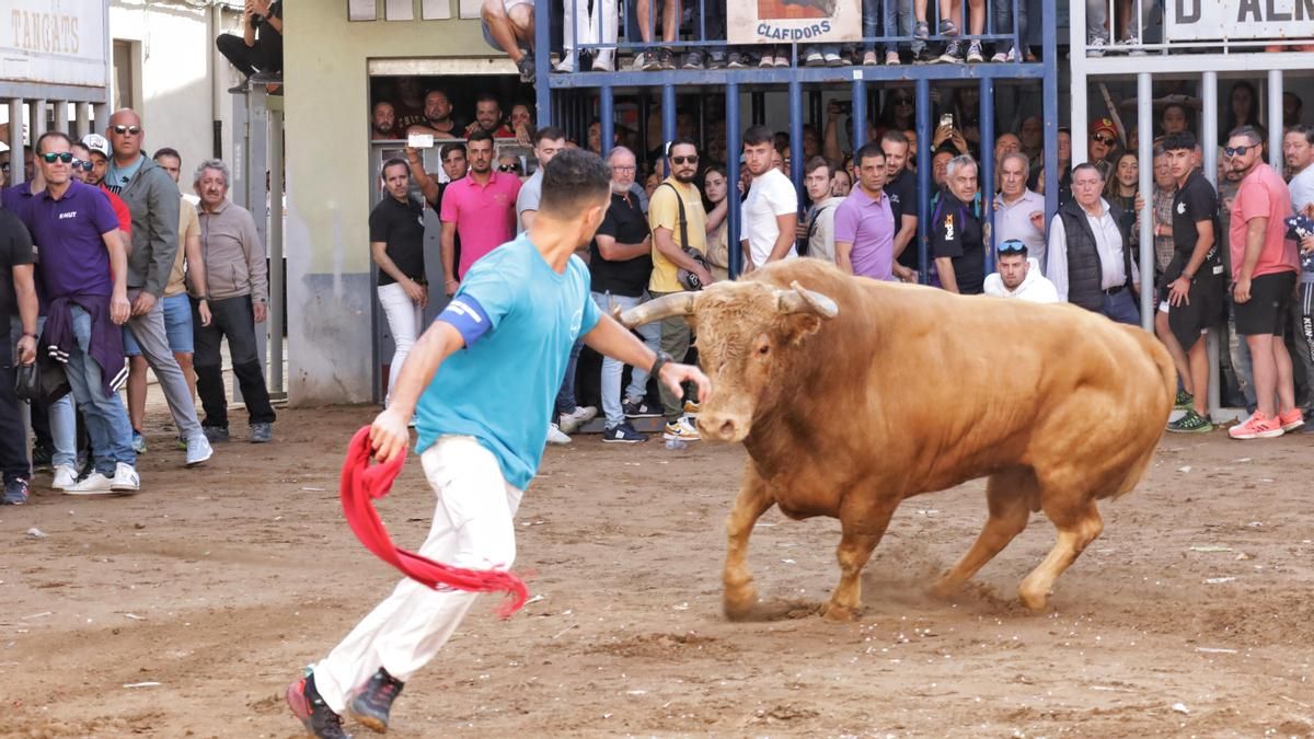 Los toros de Torrehandilla han deleitado a los numerosos asistentes que se han reunido en la Vila en el estreno de las tardes taurinas.