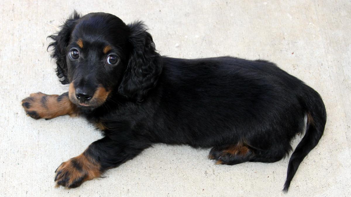 Los Teckel o Dachshund son una raza de perros pequeños ideal para pisos