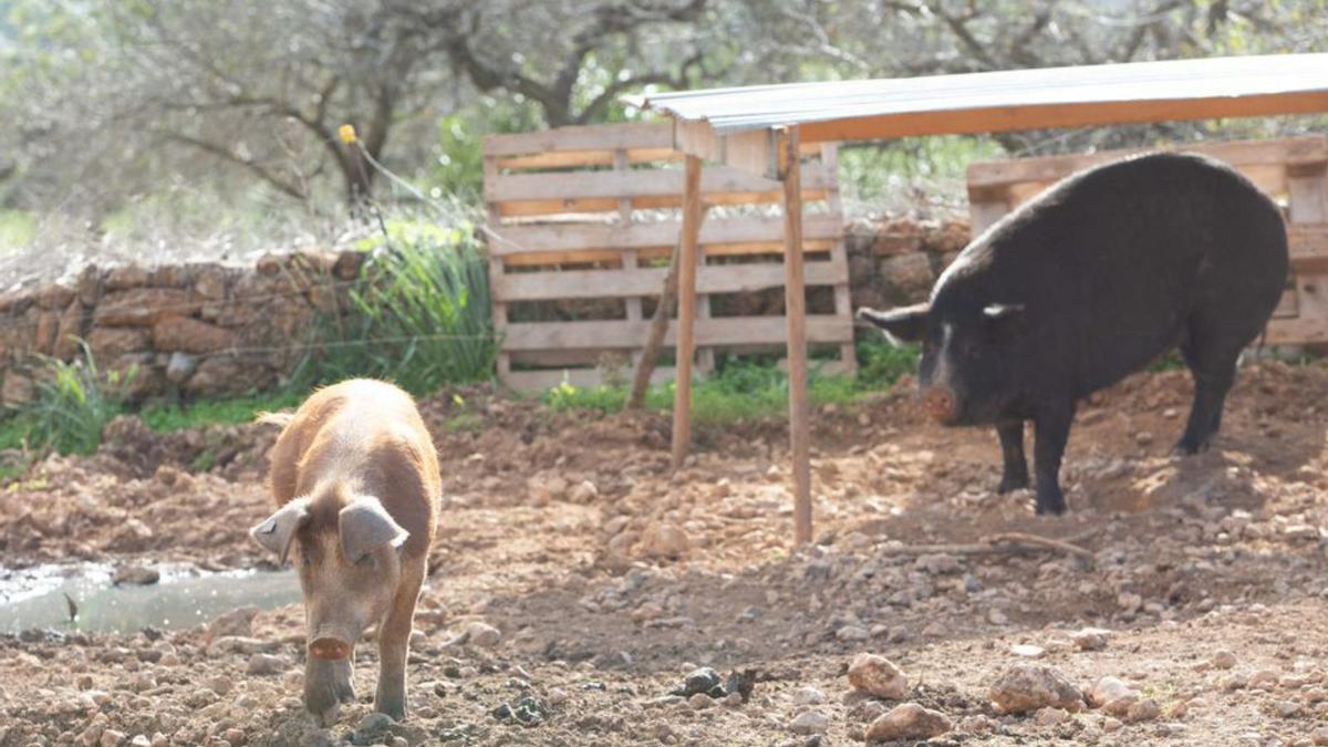 Los productos elaborados del cerdo son muy apreciados en restauración. | J.A. RIERA