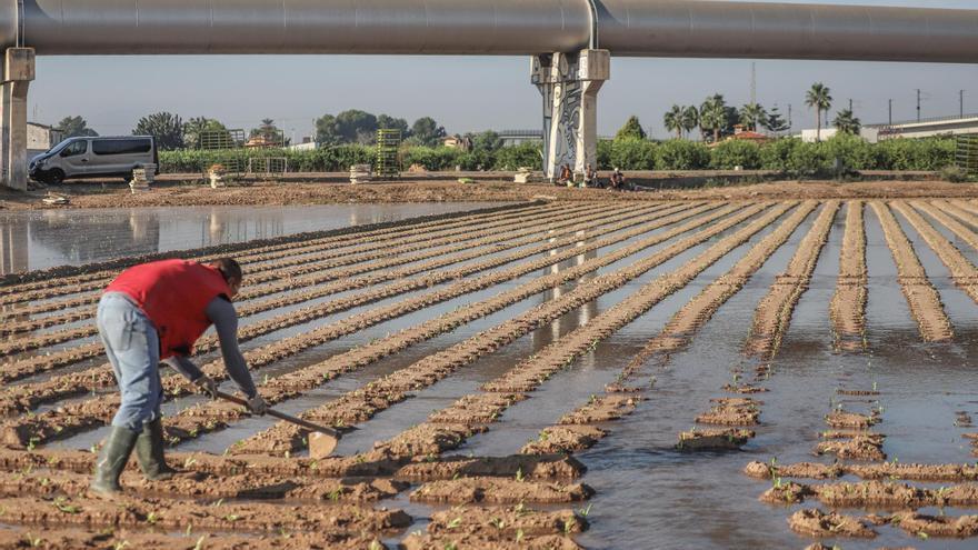 El sifón del postrasvase Tajo-Segura en su trazado de Murcia a La Pedrera, al sur de la huerta tradicional de Orihuela. En primer término, un agricultor riega a manta con agua del río Segura / Tony Sevilla