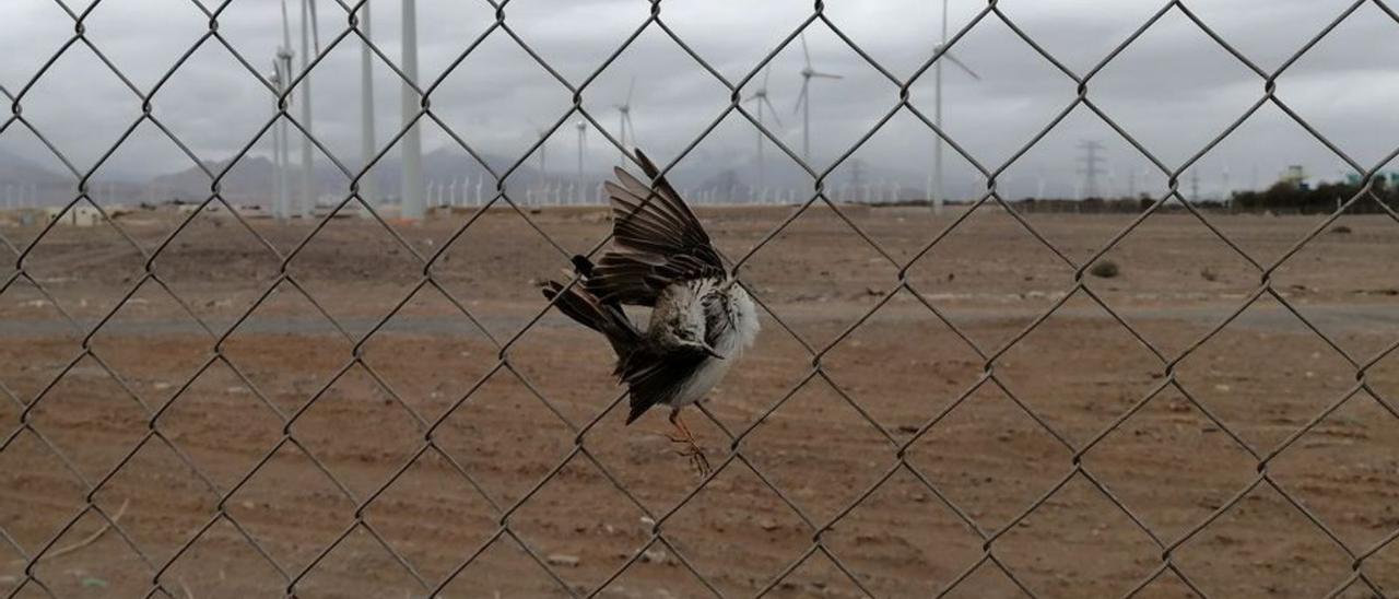 Un ave del género ‘Arthus’, atrapada en una verja de un parque eólico. |