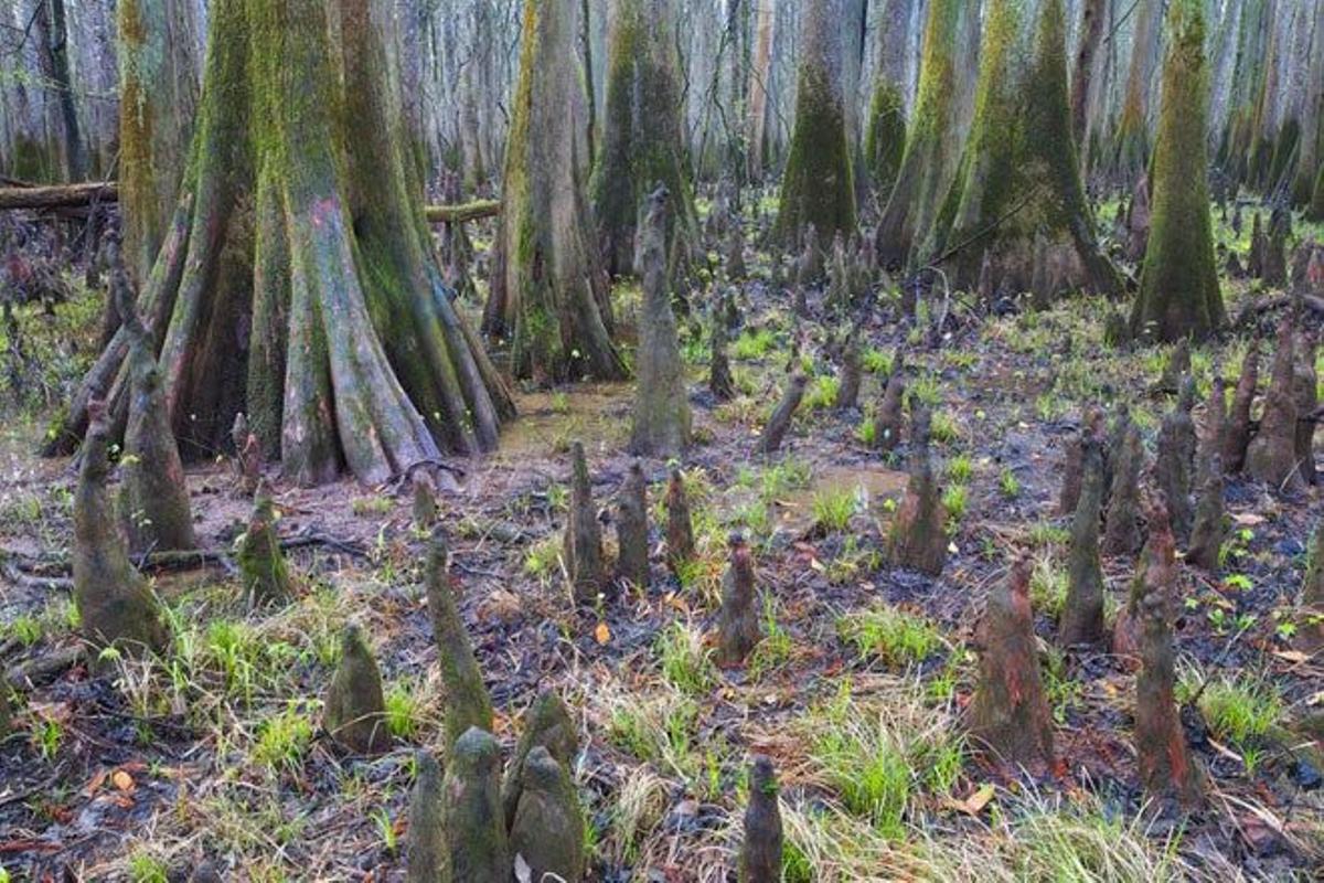 parque nacional Congaree