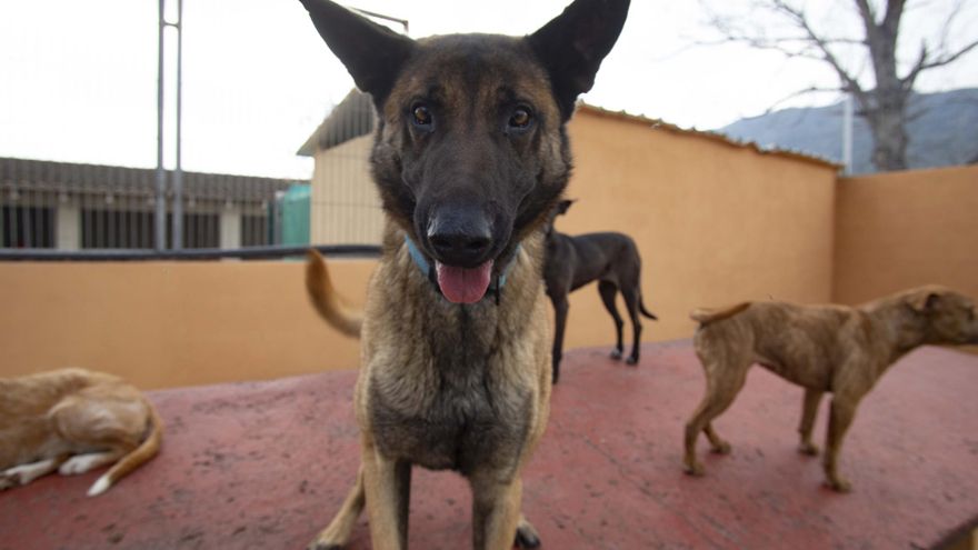 Así conviven los perros tutelados en la protectora Spax de Xàtiva