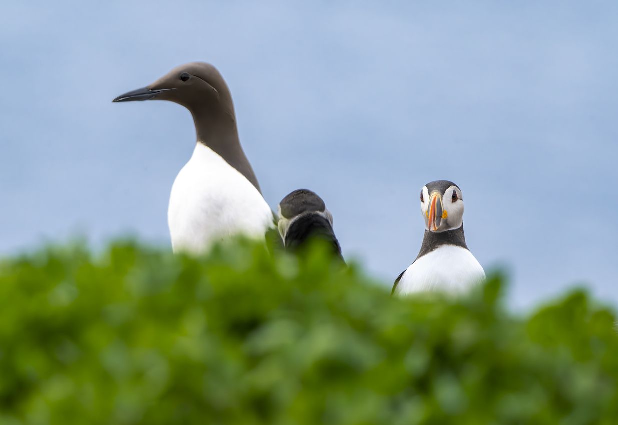 Araos y frailecillos en las islas Farne