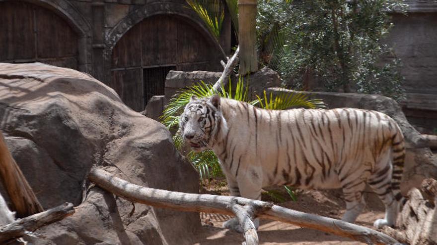 El nuevo tigre blanco de Cocodrilo Park