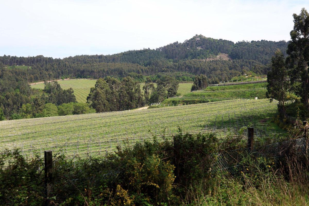 Una de las parcelas vilagarcianas de Viña Cartín.