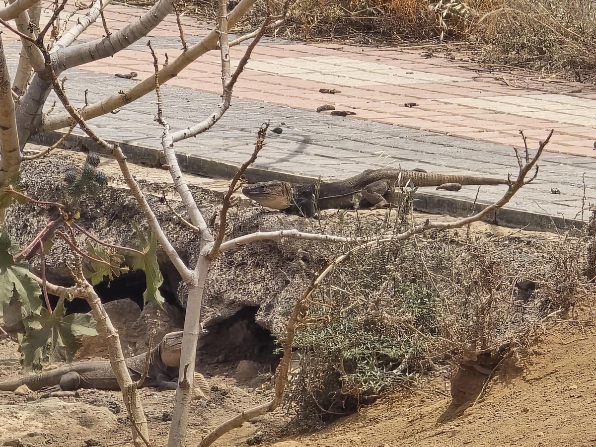 Lagartos de Gran Canaria en la zona de Arauz de Telde, donde se están actualmente realizando obras.