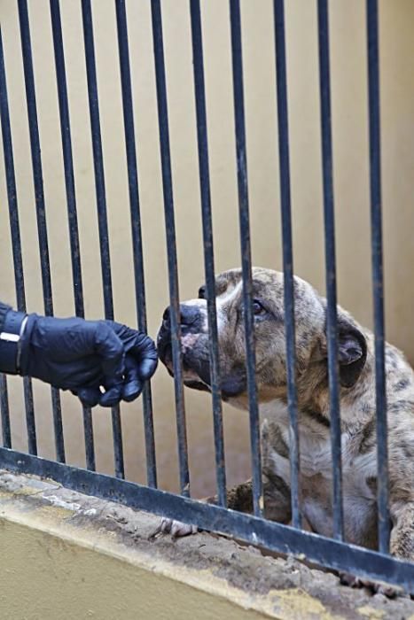 In Son Reus kommen derzeit kaum Hunde oder Katzen an. Knapp die Hälfte der Zwinger steht leer.