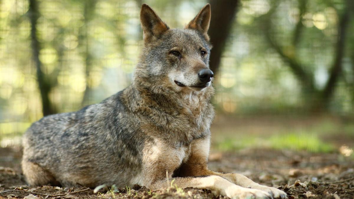 Un lobo ibérico.