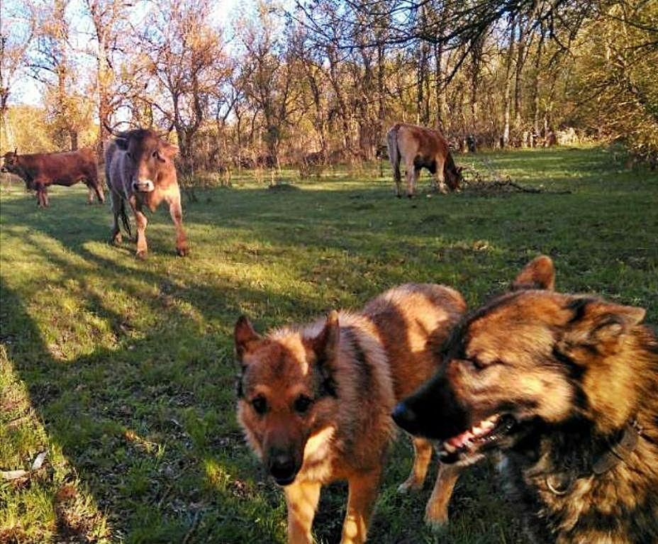 Perros junto a las reses en la explotación de Fornillos de Aliste. | Ch. S. 