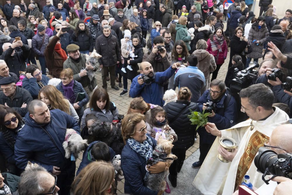 Bendición de animales de San Antón