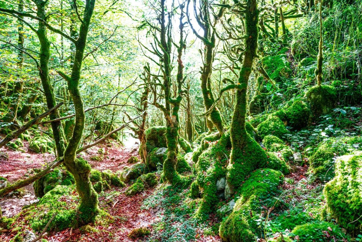 Selva de Irati en el pirineo Navarro