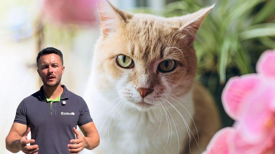 Joan Calderón, jardinero: “El lirio y la hortensia son de las plantas más letales para un gato, la orquídea es totalmente segura”