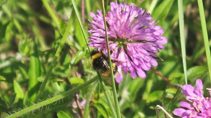 Una abella pol·linitza una flor per produir mel, un producte que ha baixat de preu.