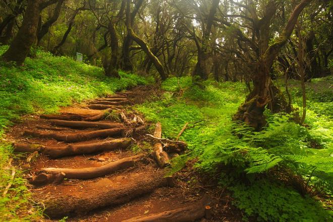 Garajonay, La Gomera, Islas Canarias