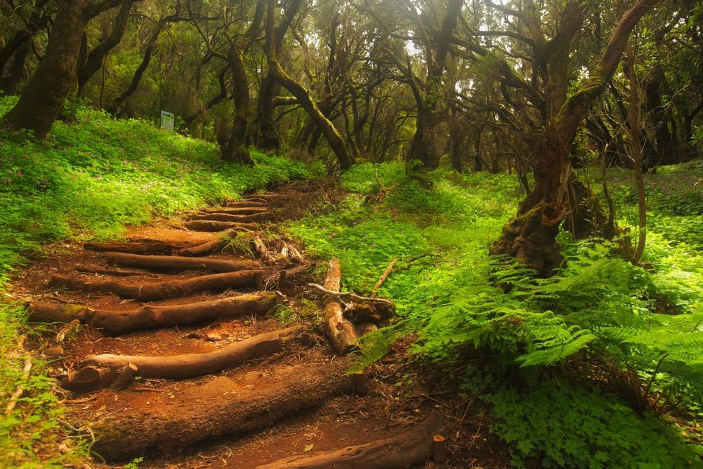 Escaleras mágicas y naturales en el Parque Nacional de Garajonay, en La Gomera