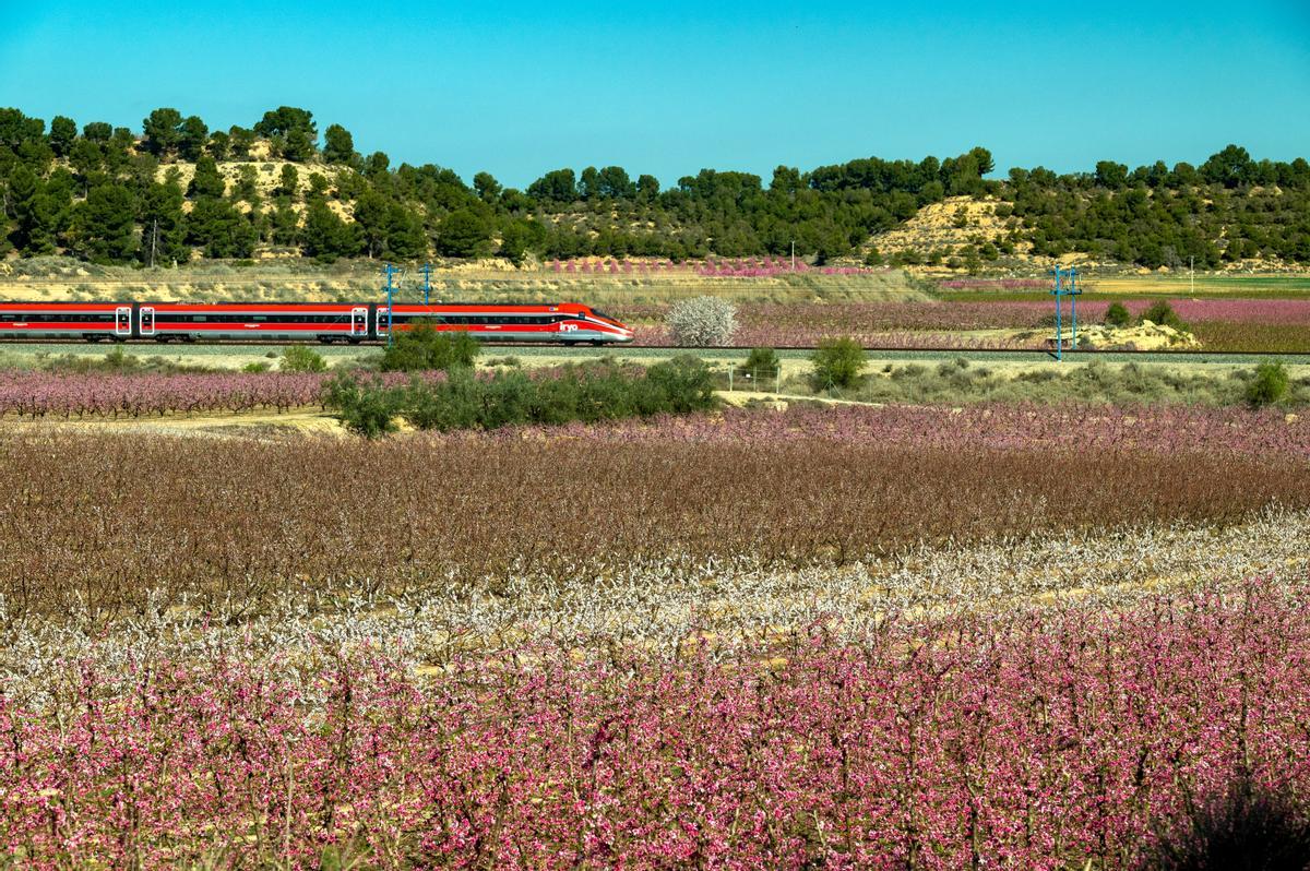 El espectáculo de la floración de los frutales en el Baix Segria, Lleida