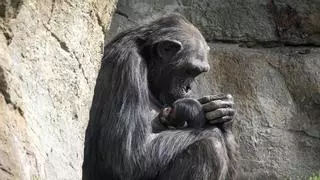 Una chimpancé acarrea con el cadáver de su cría desde hace meses en el Bioparc de Valencia