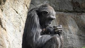 Una chimpancé con su cría, en el Bioparc Valencia