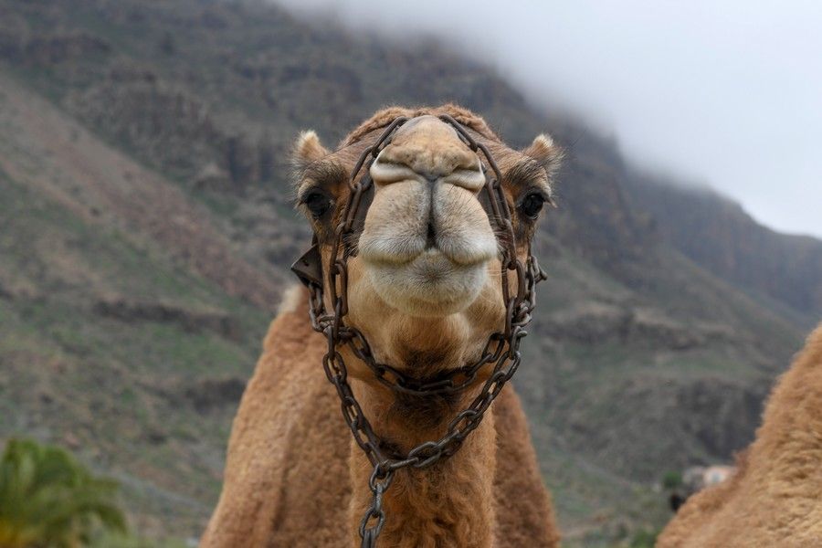 Camellos que este año se han quedado sin cabalgatas