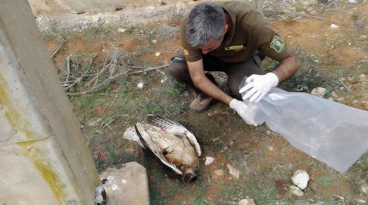 Un agente medioambiental observa un ave fallecida por electrocución en las islas, en una imagen de archivo.