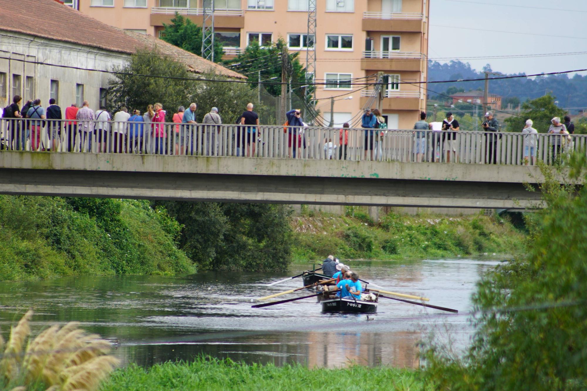 Inchadiña branca vela