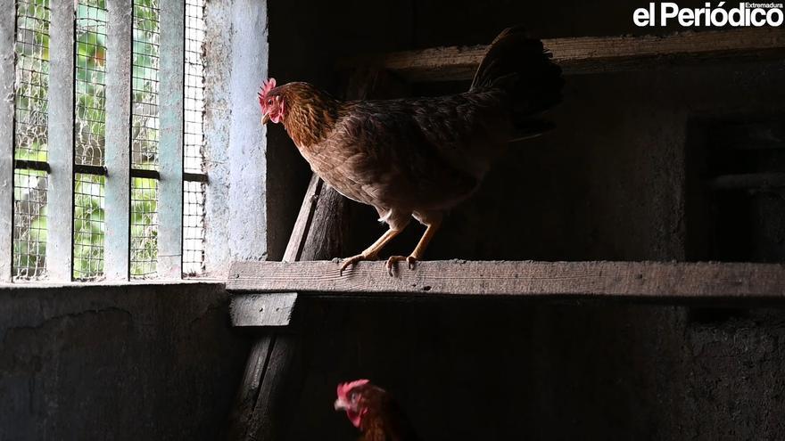 VIDEO | Unas 200 explotaciones avícolas de Extremadura deberán confinar a sus aves de cría