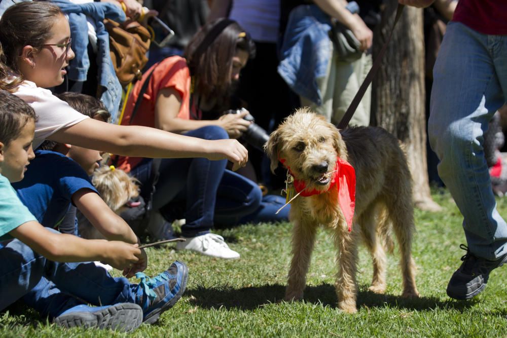 III Feria del Bienestar Animal en Valencia