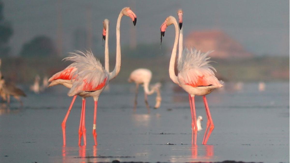 flamencos-dron