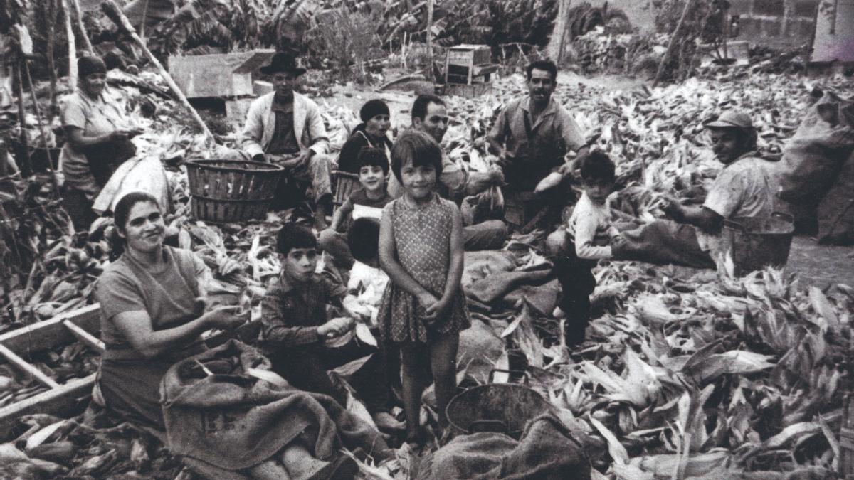 Día de ‘descamisada’ en una finca de La Atalaya, en Gran Canaria. Mujeres, hombres y niños trabajan juntos  en torno a las piñas de maíz.