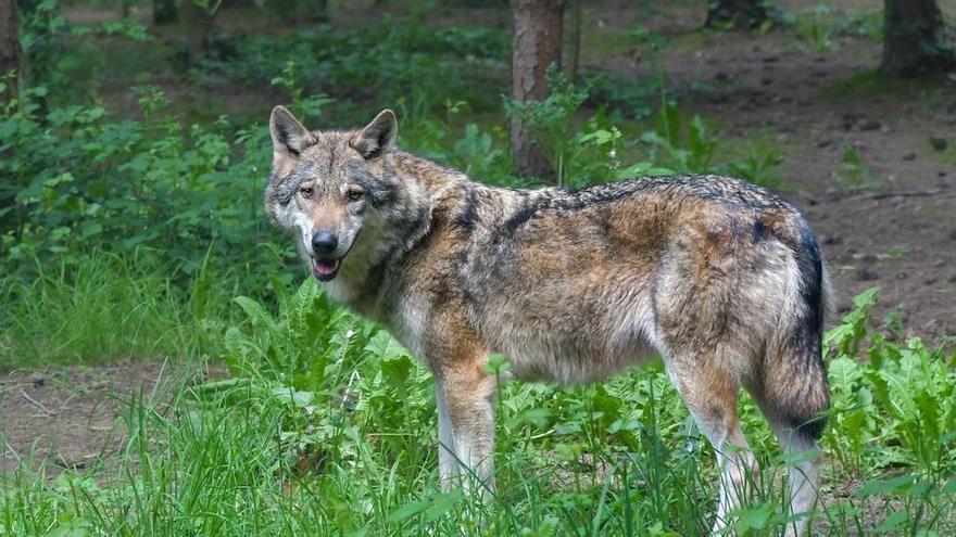 El PP afirma que pagar los daños del lobo en 45 días es 